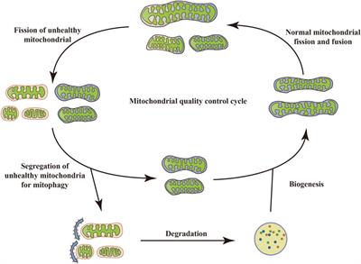 The role of mitophagy in metabolic diseases and its exercise intervention
